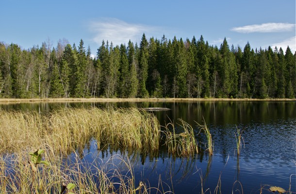 Laarviktjern2011