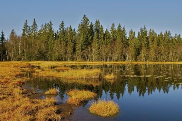 ATTOGFRAMTJERN høsten 2011. Vakkert, men dessverre i ferd med å gro igjen. Foto: VESLE-BERNHARD