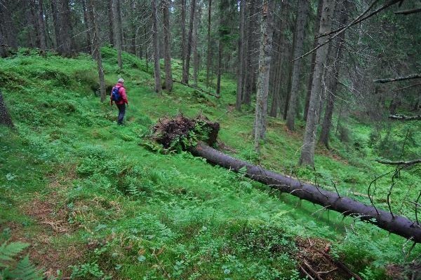 DYPE SKOGER. På vei gjennom reservert natur til Barlinderåsens topp. Foto: VESLE-BERNHARD
