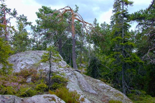 FJERNT. På Hakklomanas øde hei. Foto: VESLE-BERNHARD