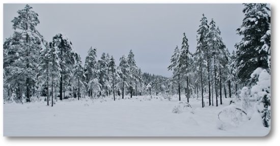 Leikemyr2010