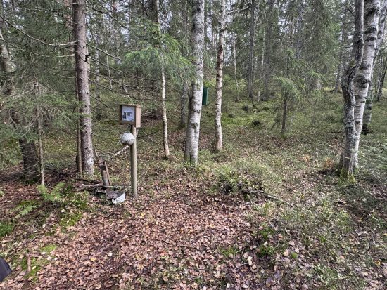 Mysing på Musehogget