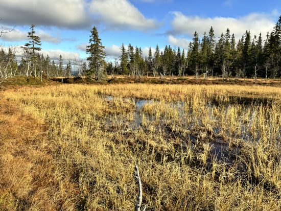 Til Akerselvens kilder i Nordmarka nord
